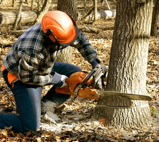 Tree Removal in Woodland, CA